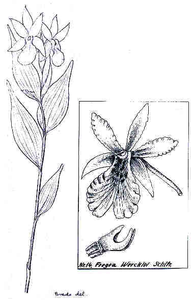 Fregea wercklei, type drawing