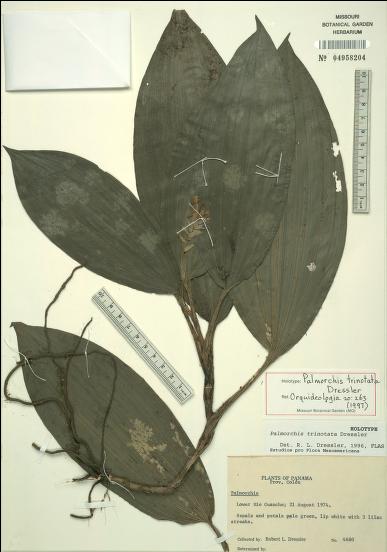 Palmorchis trinotata holotype