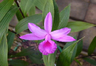 Sobralia lowii photo by Russell Hutton