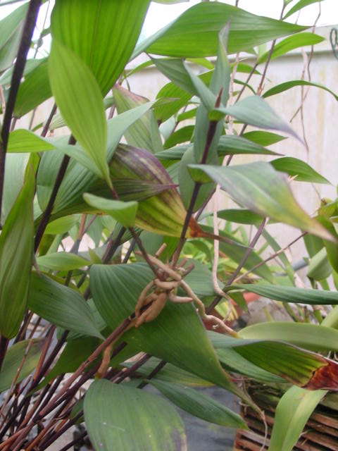 Sobralia lowii keiki photo by Russell Hutton