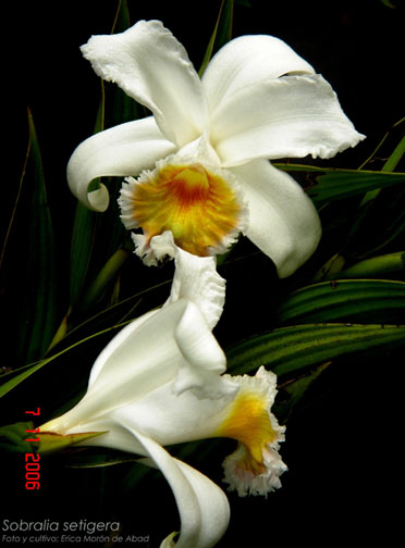 Sobralia setigera photo by Erica Moron de Abad