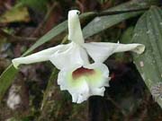 Sobralia leucoxantha photo by A. Maduro