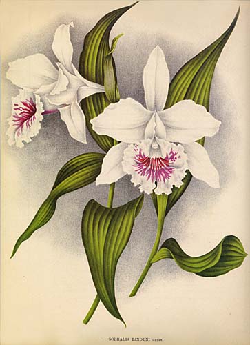 Sobralia lindeni from Lindenia