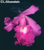 Sobralia macrantha photo by L. Glicenstein