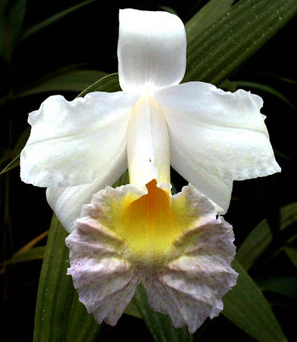Sobralia sanderiana by Dale Borders