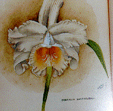 Sobralia xantholeuca watercolor by Henry Queensborough Levy